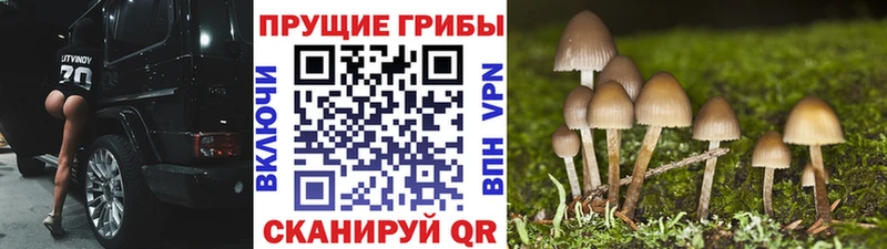 Галлюциногенные грибы Cubensis  Суворов 
